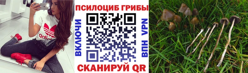 Галлюциногенные грибы Cubensis  Кировск 